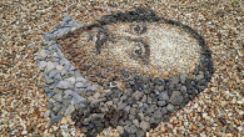 Un artist britanic realizează portrete uluitoare din pietricele obișnuite Foto: Profimedia Images | Poza 17 din 21