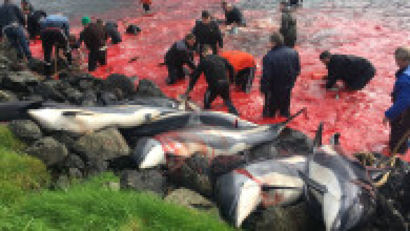 Vânătoare de animale marine, denumită Grindadrap în limba locală, este o tradiție practicată de sute de ani în insulele Feroe, însă este aspru criticată. Sursa foto: Profimedia Images | Poza 4 din 34