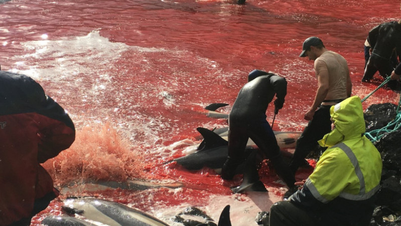 Vânătoare de animale marine, denumită Grindadrap în limba locală, este o tradiție practicată de sute de ani în insulele Feroe, însă este aspru criticată. Sursa foto: Profimedia Images