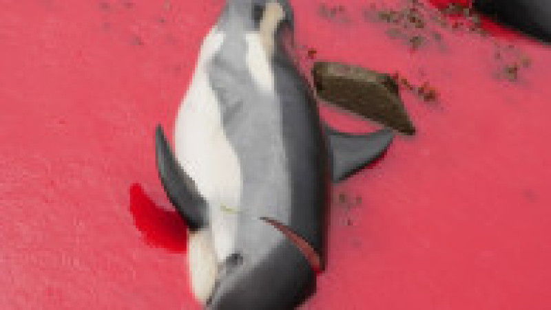 Vânătoare de animale marine, denumită Grindadrap în limba locală, este o tradiție practicată de sute de ani în insulele Feroe, însă este aspru criticată. Sursa foto: Profimedia Images | Poza 6 din 34