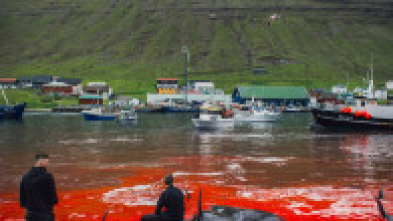 Vânătoare de animale marine, denumită Grindadrap în limba locală, este o tradiție practicată de sute de ani în insulele Feroe, însă este aspru criticată. Sursa foto: Profimedia Images | Poza 21 din 34