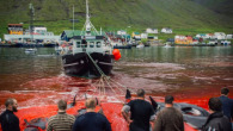 Vânătoare de animale marine, denumită Grindadrap în limba locală, este o tradiție practicată de sute de ani în insulele Feroe, însă este aspru criticată. Sursa foto: Profimedia Images | Poza 17 din 34