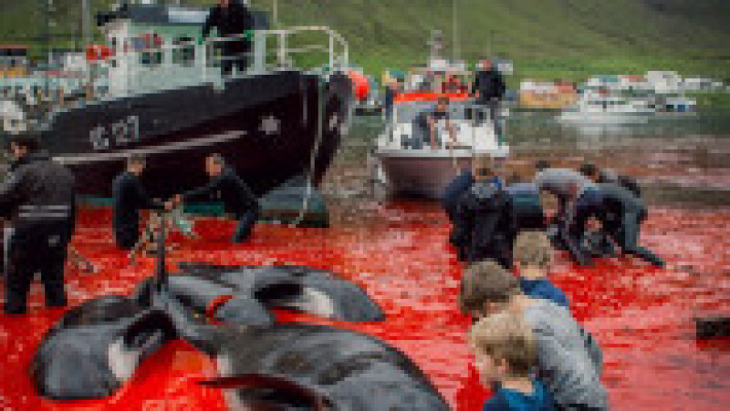 Vânătoare de animale marine, denumită Grindadrap în limba locală, este o tradiție practicată de sute de ani în insulele Feroe, însă este aspru criticată. Sursa foto: Profimedia Images | Poza 19 din 34