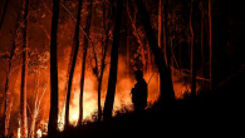 Incendii forestiere violente în centrul Portugaliei. Foto: Profimedia Images | Poza 13 din 63