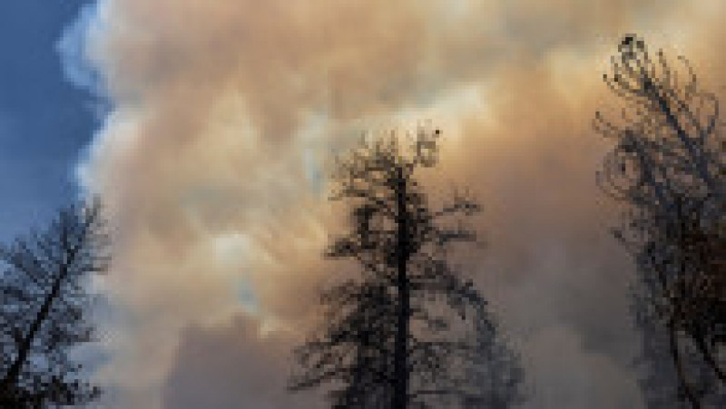 Arborii Sequoia pot ajunge la înălțimi de 75 de metri Foto: Profimedia Images | Poza 20 din 24