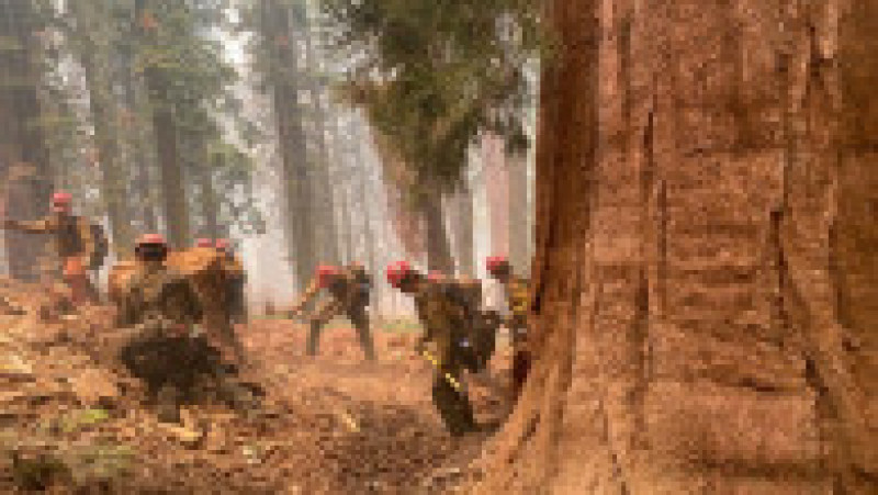 Pompierii încearcă să securizeze arborii Sequoia din Mariposa Grove, în parcul național Yosemite, amenințat de un incendiu agresiv Foto: Profimedia Images | Poza 2 din 24