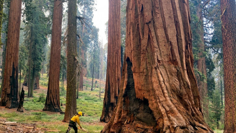 În parcul Yosemite sunt circa 500 de arbori Sequoia Foto: Profimedia Images