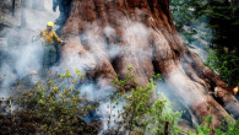 Arborii Sequoia pot trăi 3.000 de ani Foto; Profimedia Images | Poza 3 din 24