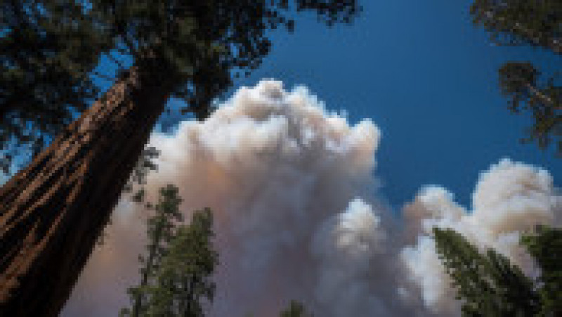 Arborii Sequoia, amenințați de incendiile care fac ravagii in apropierea parcului Yosemite Foto: Profimedia Images | Poza 23 din 24