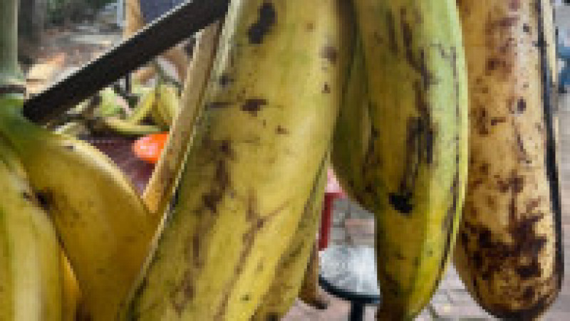 Doi turiști au găsit o banană uriașă pe insula Borneo FOTO: Profimedia Images | Poza 7 din 8