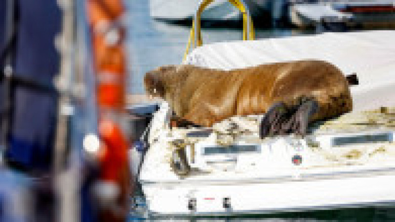 Morsa Freya în în Fiordul Oslo. Foto: Profimedia | Poza 8 din 11