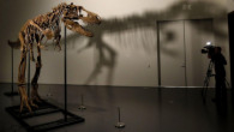 O fosilă de dinozaur a fost vândută la licitație cu 6 milioane de dolari. Foto: Profimedia | Poza 4 din 11