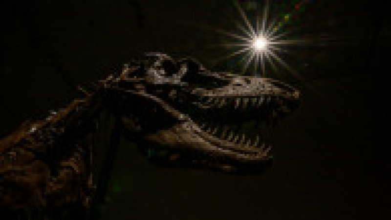 O fosilă de dinozaur a fost vândută la licitație cu 6 milioane de dolari. Foto: Profimedia | Poza 2 din 11