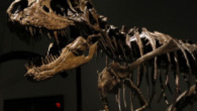 O fosilă de dinozaur a fost vândută la licitație cu 6 milioane de dolari. Foto: Profimedia | Poza 5 din 11