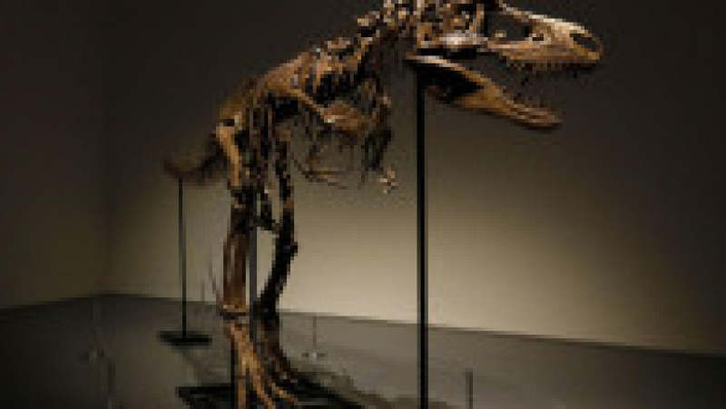 O fosilă de dinozaur a fost vândută la licitație cu 6 milioane de dolari. Foto: Profimedia | Poza 6 din 11