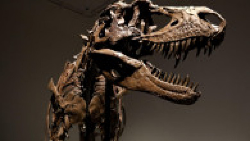 O fosilă de dinozaur a fost vândută la licitație cu 6 milioane de dolari. Foto: Profimedia | Poza 11 din 11