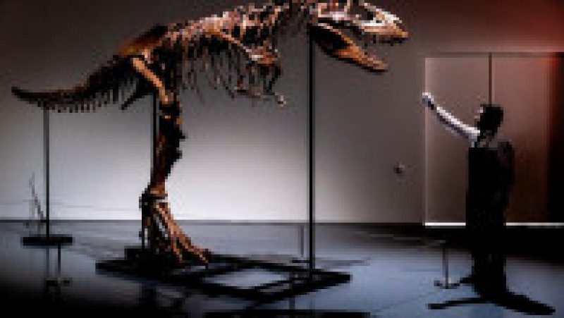 O fosilă de dinozaur a fost vândută la licitație cu 6 milioane de dolari. Foto: Profimedia | Poza 8 din 11