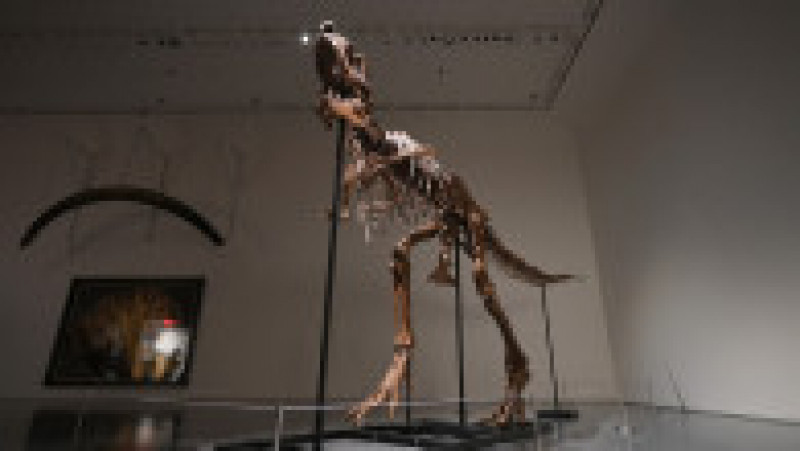 O fosilă de dinozaur a fost vândută la licitație cu 6 milioane de dolari. Foto: Profimedia | Poza 9 din 11
