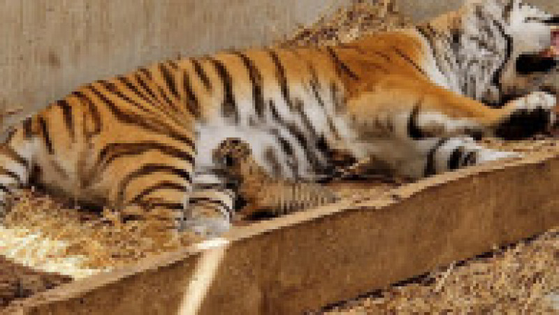 pui-tigru-zoo-oradea-fb5 | Poza 6 din 8