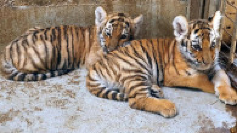 pui-tigru-zoo-oradea-fb7 | Poza 8 din 8