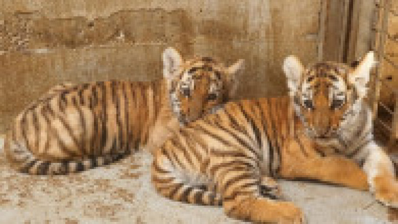 pui-tigru-zoo-oradea-fb4 | Poza 5 din 8