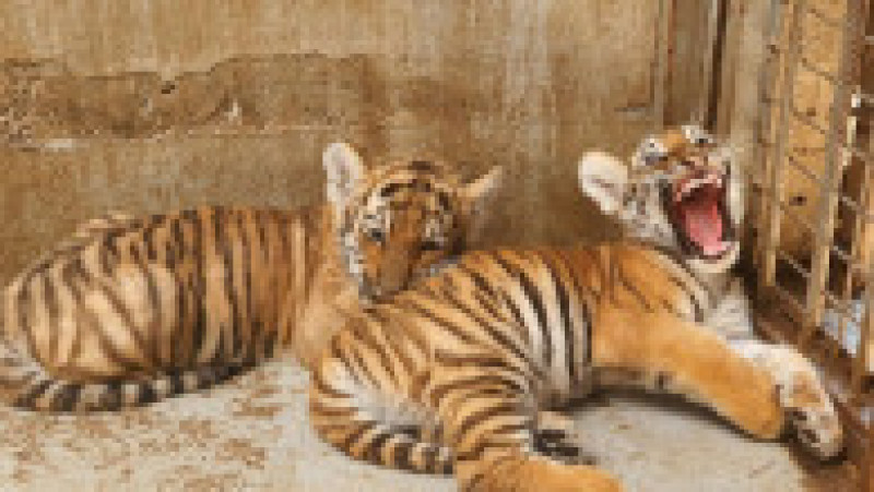 pui-tigru-zoo-oradea-fb1 | Poza 2 din 8