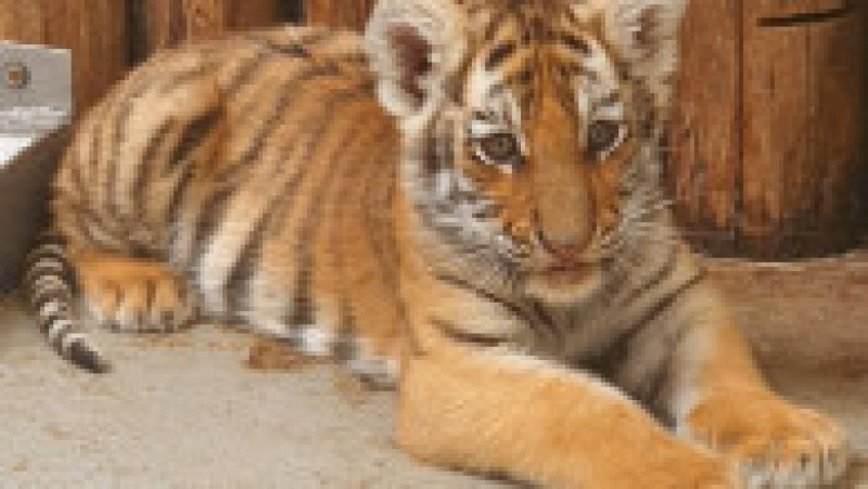 pui-tigru-zoo-oradea-fb2 | Poza 3 din 8