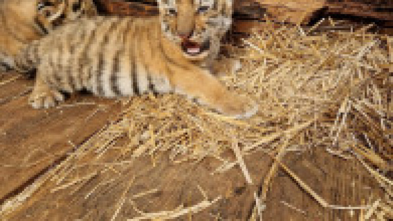 pui-tigru-zoo-oradea-fb3 | Poza 4 din 8