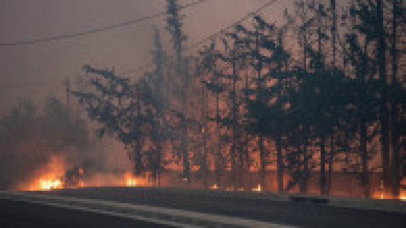 Incendiu de vegetatie în Grecia. Foto: Profimedia | Poza 10 din 13
