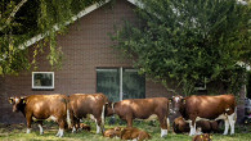 Olanda vrea să reducă cu 30% numărul vitelor, porcilor și găini. Foto: Profimedia | Poza 3 din 13