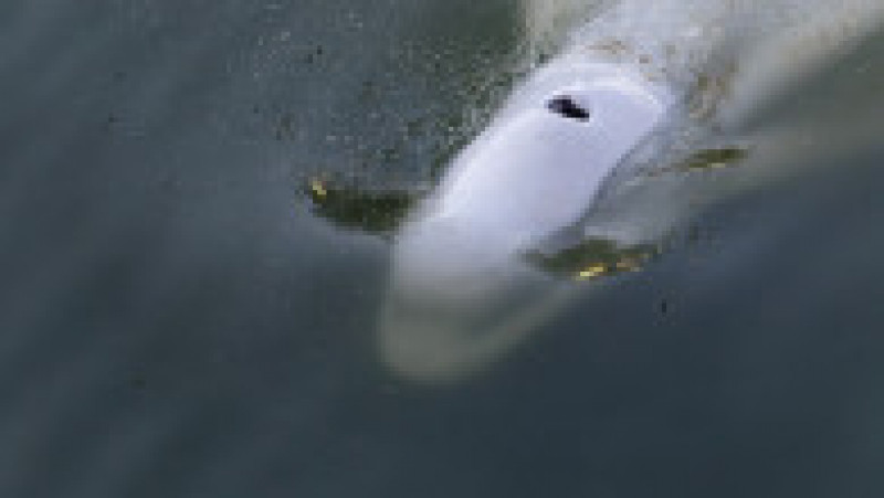 O balenă beluga, care trăiește în Oceanul Arctic, a intrat pe râul Sena și a ajuns lângă Paris. Foto: Profimedia Images | Poza 6 din 11