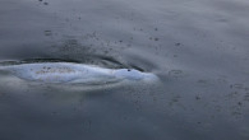 O balenă beluga, care trăiește în Oceanul Arctic, a intrat pe râul Sena și a ajuns lângă Paris. Foto: Profimedia Images | Poza 1 din 9