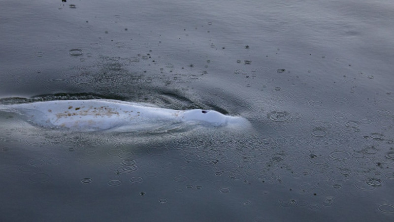 O balenă beluga, care trăiește în Oceanul Arctic, a intrat pe râul Sena și a ajuns lângă Paris. Foto: Profimedia Images
