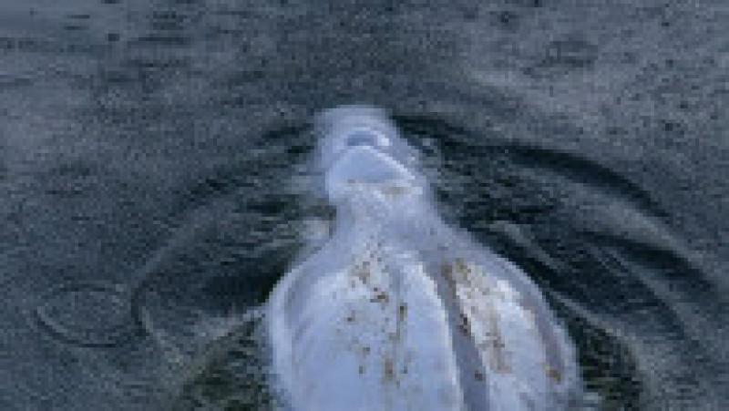 O balenă beluga, care trăiește în Oceanul Arctic, a intrat pe râul Sena și a ajuns lângă Paris. Foto: Profimedia Images | Poza 7 din 11