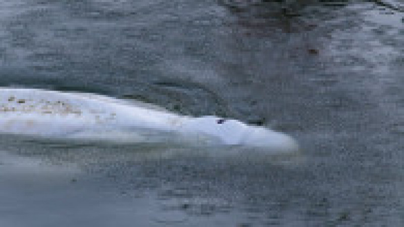 O balenă beluga, care trăiește în Oceanul Arctic, a intrat pe râul Sena și a ajuns lângă Paris. Foto: Profimedia Images | Poza 5 din 11