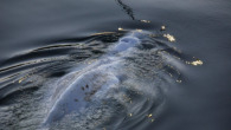 O balenă beluga, care trăiește în Oceanul Arctic, a intrat pe râul Sena și a ajuns lângă Paris. Foto: Profimedia Images | Poza 4 din 11