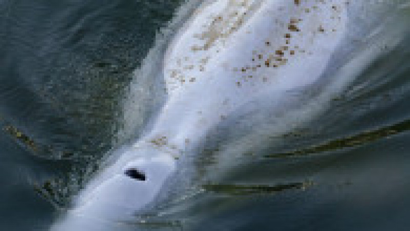 O balenă beluga, care trăiește în Oceanul Arctic, a intrat pe râul Sena și a ajuns lângă Paris. Foto: Profimedia Images | Poza 2 din 9