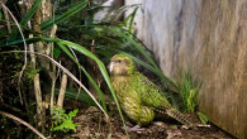 Populația de papagali kakapo, specie considerată pe cale de dispariție, a crescut în ultimul an. Foto: Getty Images | Poza 4 din 7