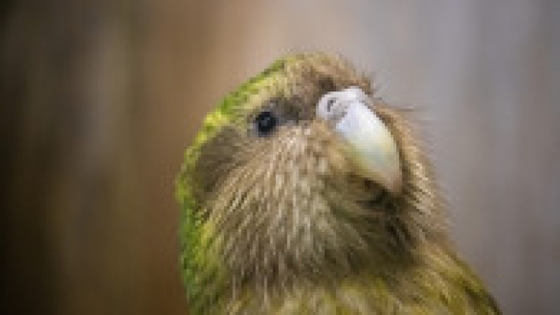 Populația de papagali kakapo, specie considerată pe cale de dispariție, a crescut în ultimul an. Foto: Getty Images | Poza 5 din 7