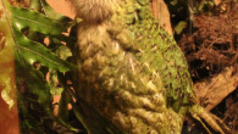 Populația de papagali kakapo, specie considerată pe cale de dispariție, a crescut în ultimul an. Foto: Getty Images | Poza 6 din 7