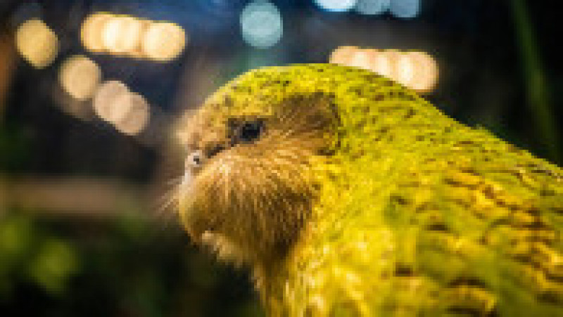 Populația de papagali kakapo, specie considerată pe cale de dispariție, a crescut în ultimul an. Foto: Getty Images | Poza 3 din 7