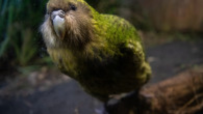 Populația de papagali kakapo, specie considerată pe cale de dispariție, a crescut în ultimul an. Foto: Getty Images | Poza 1 din 7