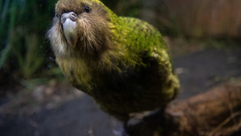 Populația de papagali kakapo, specie considerată pe cale de dispariție, a crescut în ultimul an. Foto: Getty Images