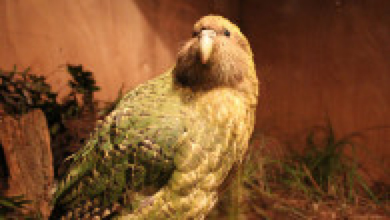 Populația de papagali kakapo, specie considerată pe cale de dispariție, a crescut în ultimul an. Foto: Getty Images | Poza 2 din 7