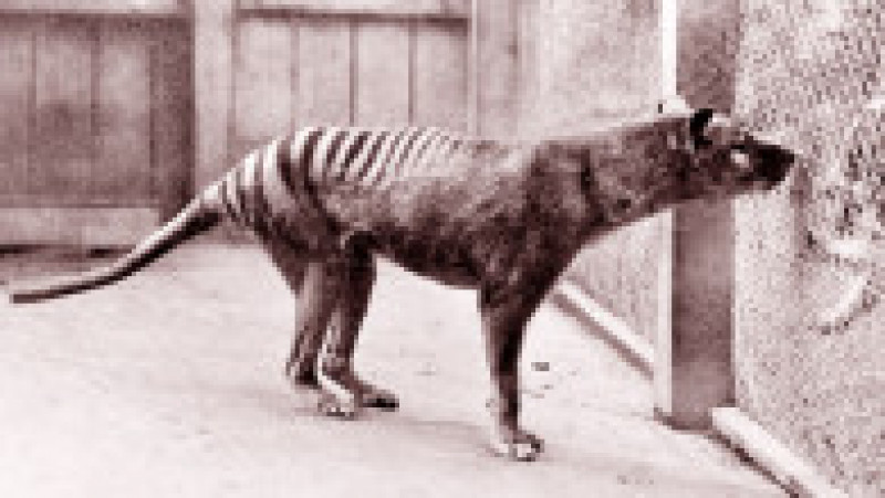 Tigru tasmanian la grădina zoologică din Hobart, Tasmania, în 1933. Sursa foto: Profimedia Images | Poza 11 din 11