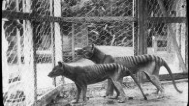 Tigri tasmanieni fotografiați la grădina zoologică din Hobart, Tasmania, în 1918. Sursa foto: Profimedia Images | Poza 8 din 11