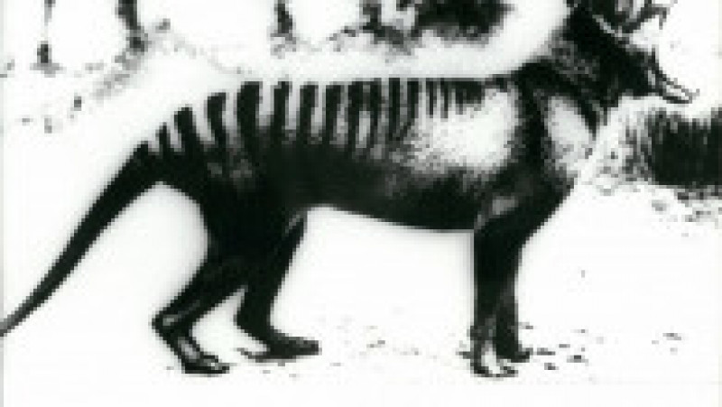 Ultimul tigru tasmanian a murit în 1936 la grădina zoologică din Hobart. Sursa foto: Profimedia Images | Poza 9 din 11