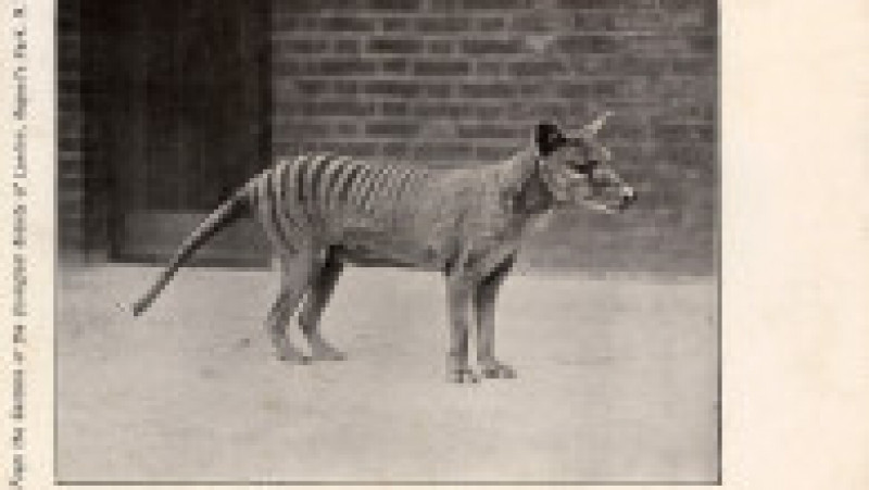 Tigru tasmanian în captivitate la grădina zoologică din Londra, în 1910. Sursa foto: Profimedia Images | Poza 10 din 11