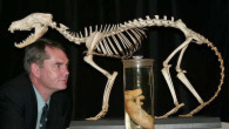 Profesorul Mike Archer de la Muzeul Australian din Sydney prezentând scheletul unui tigru tasmanian și un pui conservat în etanol timp de 130 de ani. Sursa foto: Profimedia Images | Poza 7 din 11