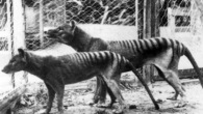 Tigru tasmanian la grădina zoologică din Hobart, Tasmania, în 1933. Sursa foto: Profimedia Images | Poza 1 din 11